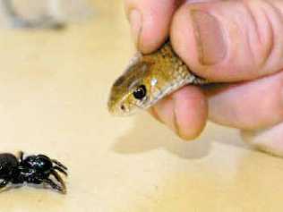 A funnel web spider meets an eastern brown snake. Both were found in Lennox Head within hours of each other. . Picture: Cathy Adams