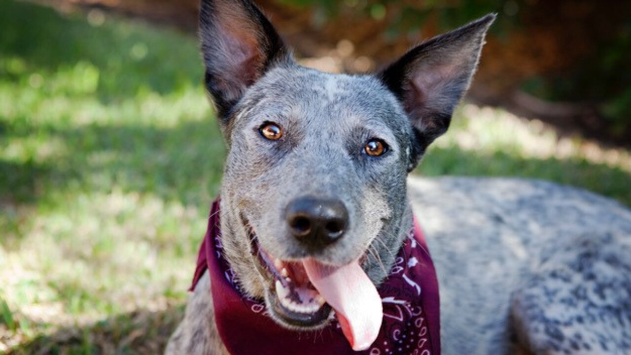 Floss from CQ Rescue on Queensland’s Central Highlands — cqpetrescue.com.au