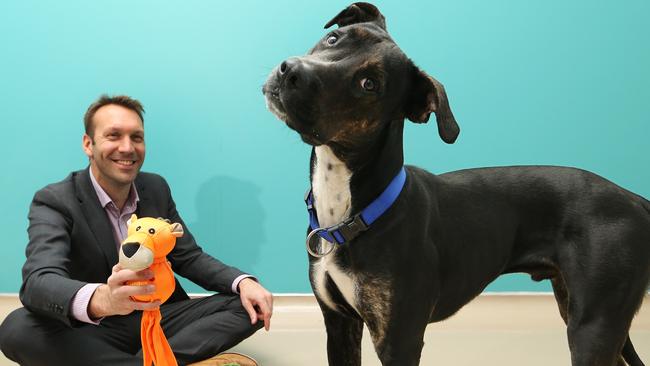 National Veterinary Care, led by managing director Tomas Steenackers (pictured with Chevy) has boosted its net profit by 41 per cent for the past financial year. Picture: Glenn Hampson