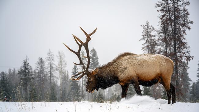 Elk in Jasper National Park.