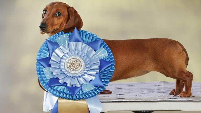 V Weekend feature on competitors in the Melbourne Royal Show's Best In Show contest. Corrienne Irvin and the Miniature Smooth Hair Dachshunds. Grace (Gold For You and Me), who won Best In Show at the East Gippsland and Bairnsdale Shows earlier this month with her giant blue ribbon.                      Picture: David Caird