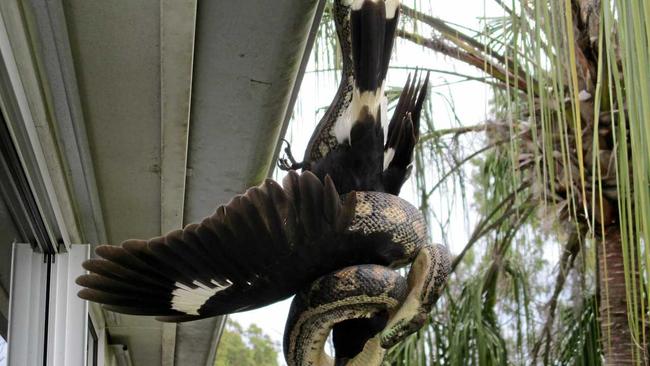 Meaghan Kotzur took this photo of a Carpet snake putting the squeeze on an unlucky bird at The Palms. Picture: Meaghan Kotzur