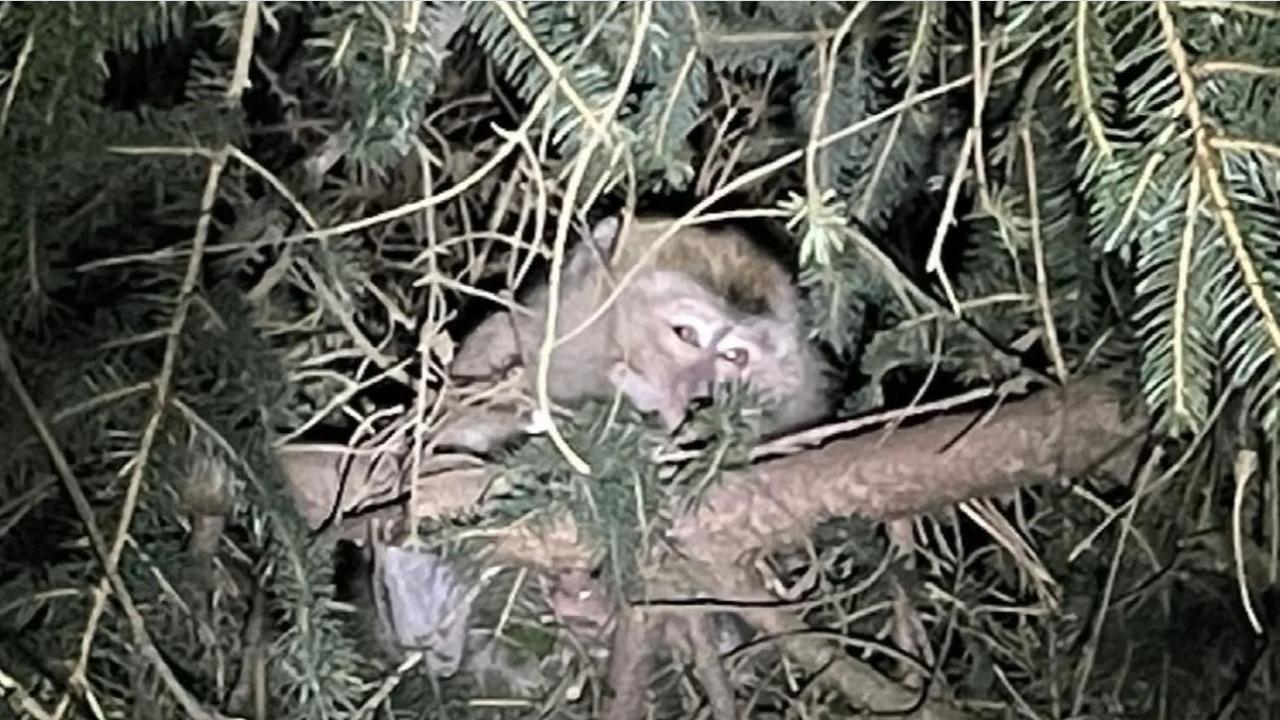 A monkey sits in a tree near Danville, Pennsylvania after a crash of a truck transporting 100 monkeys to a laboratory allowed four of them to escape. Picture: Stefani Reynolds / Pennsylvania State Police Department / AFP