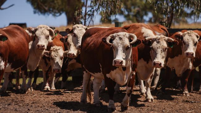 Jeoffrey and Jill Hortle on their cattle property "Woranga" at Casterton. Picture: Nicole Cleary