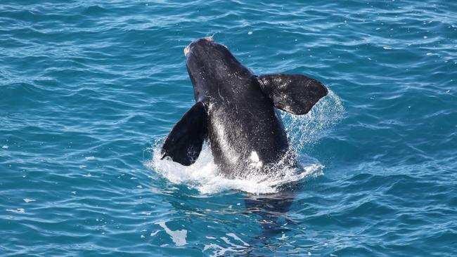 A southern right whale calf breaches the water off the Head Of Bight whale-viewing platform. Picture: Andrew Brooks