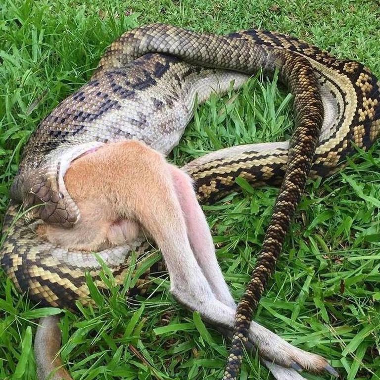 Scrub python unhinges jaw and eats wallaby whole in Queensland | Photos |   — Australia's leading news site