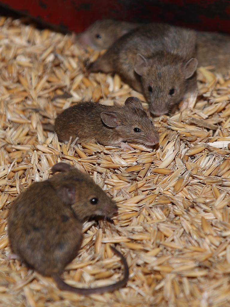 NSW mouse plague predicted to reach Sydney by August | The Mercury