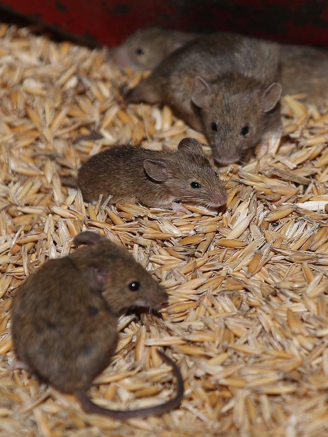 The mice are flocking to where the food is. Picture: David Swift