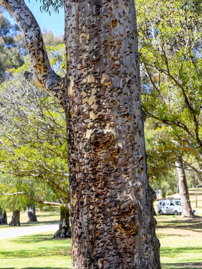 Trees damaged by the disc golfers. Picture: RoyVPhotography