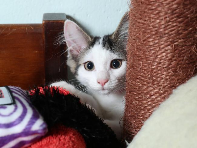 A kitten up for adoption at Sunshine Cost Animal Refuge. Photo Lachie Millard