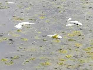 FISHY SITUATION: Another fish kill has been reported at Moneys Creek Bargara. Picture: Bundaberg Regional Council