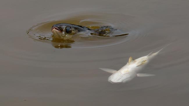 The fish takes its last breath of air before suddenly dying. Photo: Steve Holland