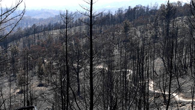 Fox Creek after the Cudlee Creek fire, which burned down most of the popular mountain bike park. Picture: Tricia Watkinson