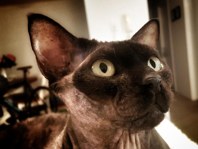 Iggy: Look at those beautiful big eyes! Meet Iggy,who is a devon rex.