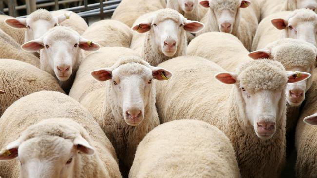 American demand for Australian lamb is on the rise.