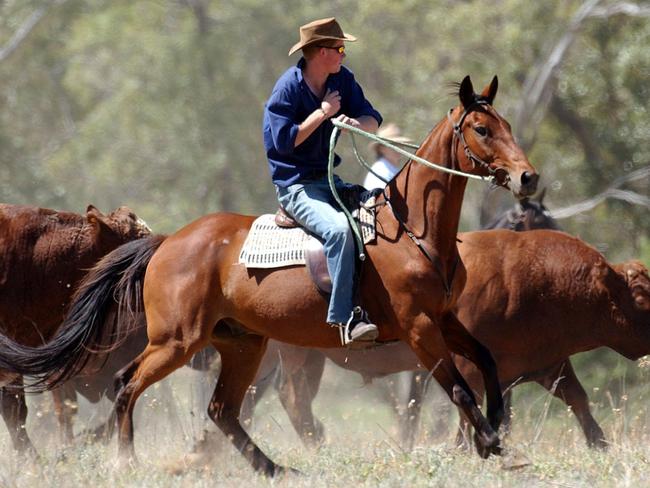 Prince Harry working as jackaroo.