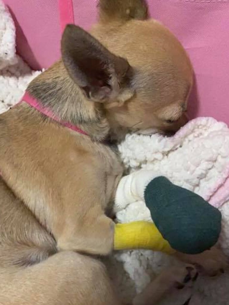 Chelsea the Chihuahua suffered significant injuries after her paws became stuck in an escalator at Bunnings. Photos: Supplied