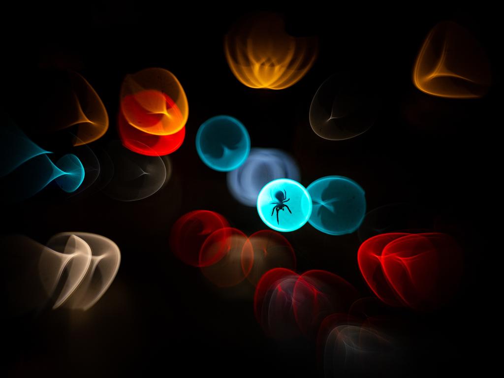 A spider appears to be having its own disco moment in this image captured in Germany. Runner up in the urban wildlife category, the photo was shot on a bridge overlooking a traffic intersection. Picture: Simone Baumeister