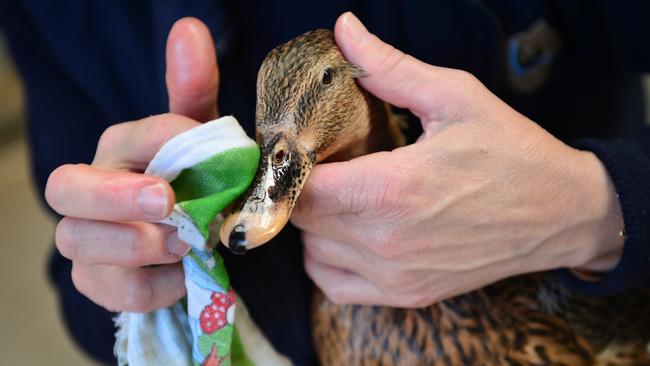 Anne Beaty oiling the bill of a mallard duck. Picture: Nicki Connolly