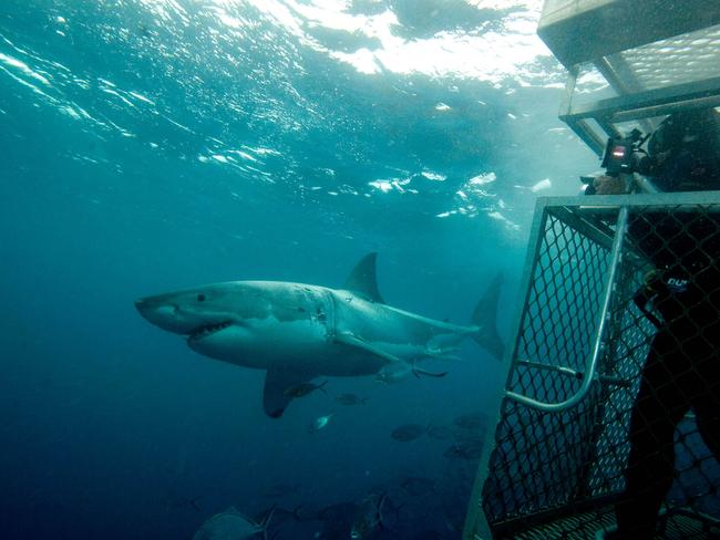 Rodney Fox Shark Expeditions has led thousands of tours off the Neptune Islands, South Australia.