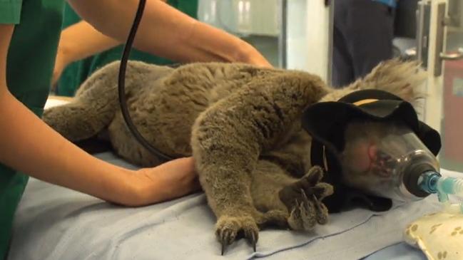 Koalas are among the animals being brought in from the bushfires and dry weather. Picture: Supplied