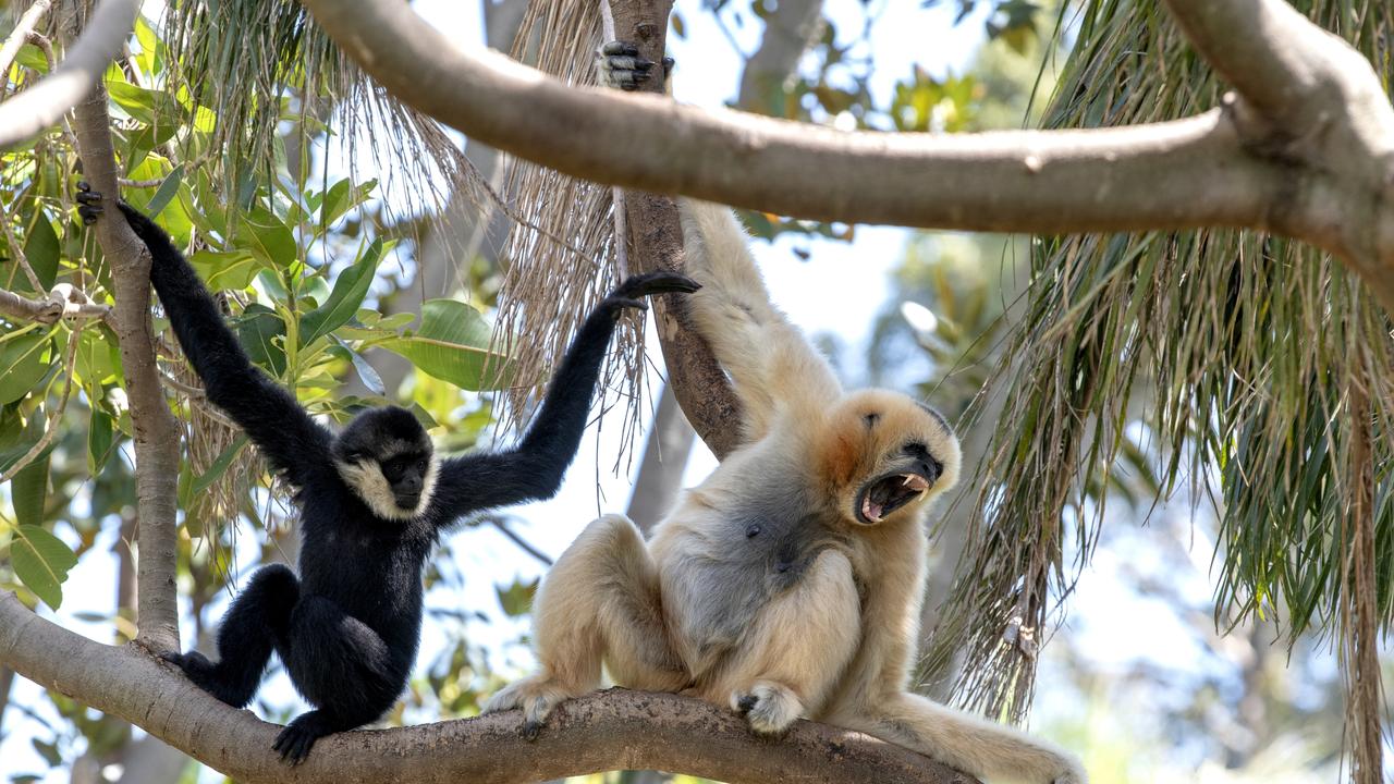 Des singes kidnappent et tuent un petit garçon en Tanzanie