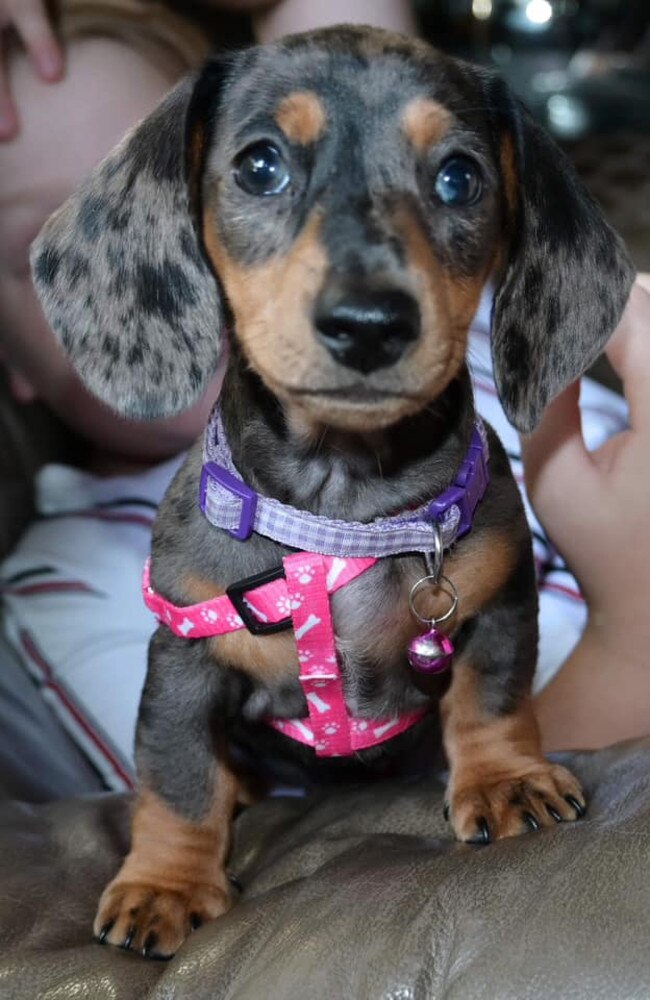 Pickles: Makayla Dreghorn's 14 weeks old Mini Dachshund