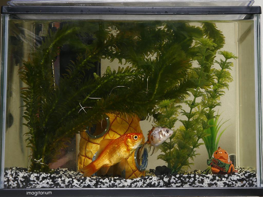 Pet fish, Charlie (gold) and Adele. Picture: John Appleyard