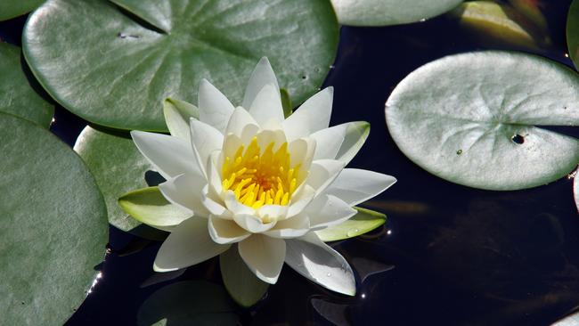 Water lilies. Picture: Getty Images