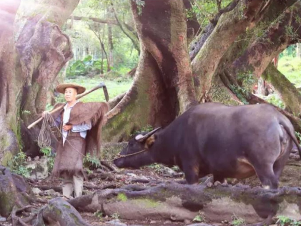 A pretend farmer with a water buffalo. Picture: Sina Travel/Weibo