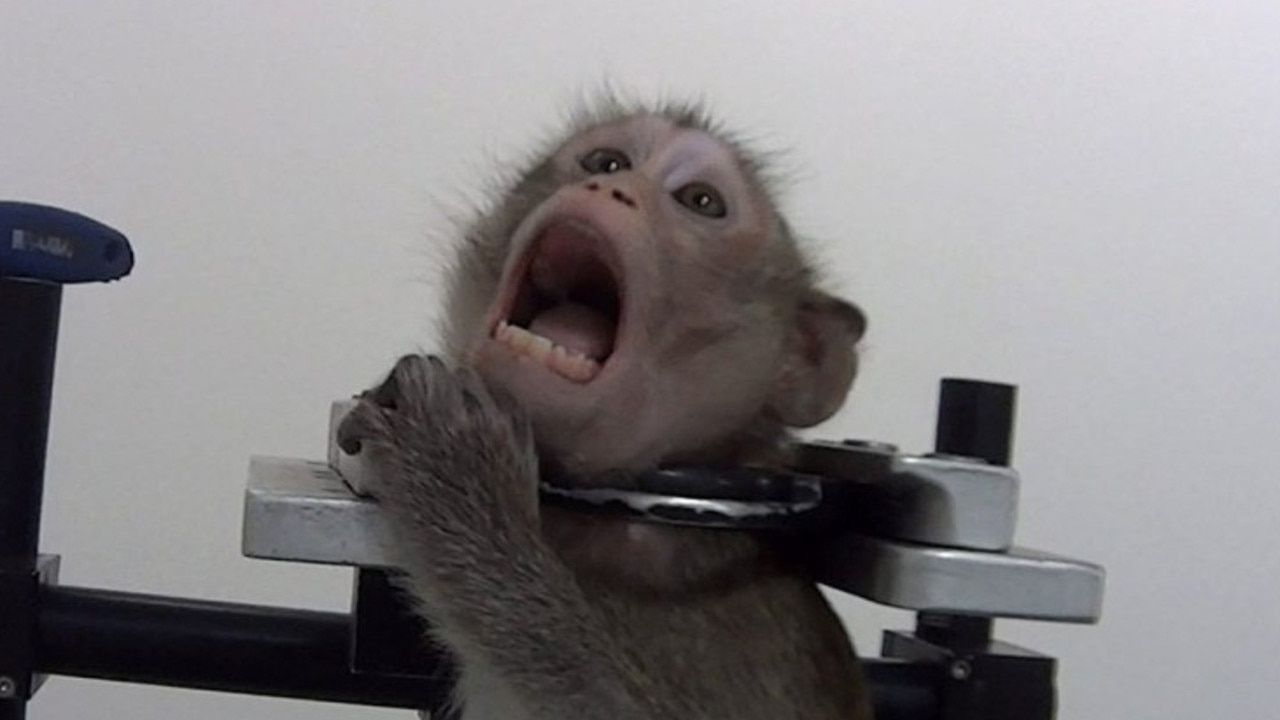 Footage shows harrowing treatment of monkeys and dogs at animal experiment  lab  — Australia's leading news site