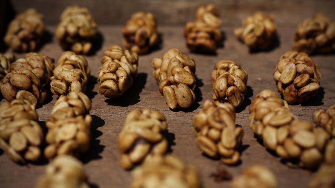 Kopi Luwak is produced by civets. The coffee is considered to have the best aroma, and unique enzymes in the civet's stomach give it a bitter taste. Picture: Ulet Ifansasti/Getty Images)