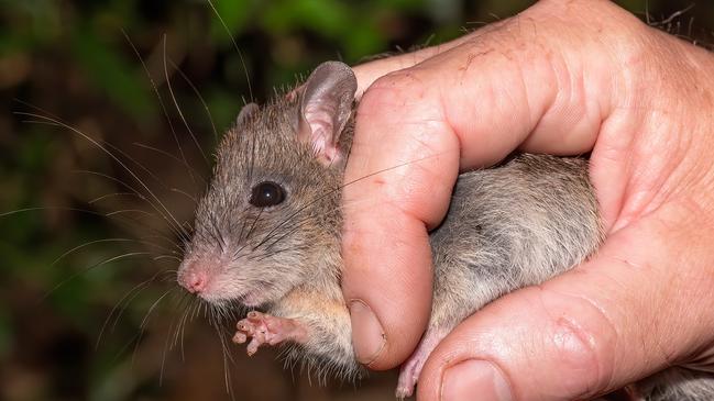 A bush rat found during the Springbrook BioBlitz in the Gold Coast hinterland. Pic by Narelle Power from DWWFAUNA.