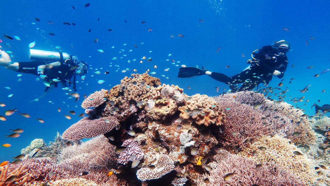 Scuba divers explore coral gardens teaming with fish life on Saxon Reef, part of the Great Barrier Reef Marine Park off the coast of Cairns. Picture: Brendan Radke