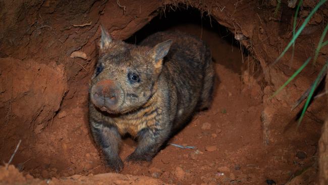 A Northern Hairy-nosed Wombat emerges from a burrow at Richard Underwood Nature Refuge (RUNR). Picture: Brad Leue/Australian Wildlife Conservancy.