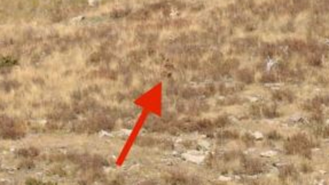 Bigfoot' caught on camera in Colorado mountains, couple claims