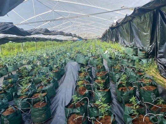 The massive crop was partially located under a greenhouse. Picture: NSW Police