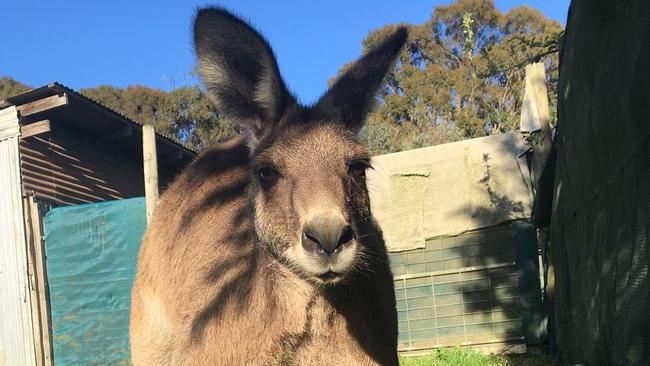 Hand-reared kangaroo Zac, pictured, had to be euthanised after suffering gunshot wounds to the face.