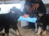 Pups on patrol: Meet the twins continuing a police legacy