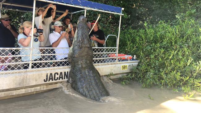 Dominator, the huge Adelaide River saltwater crocodile, estimated to be  about 6m in length, puts on a show for boatload of tourists | NT News