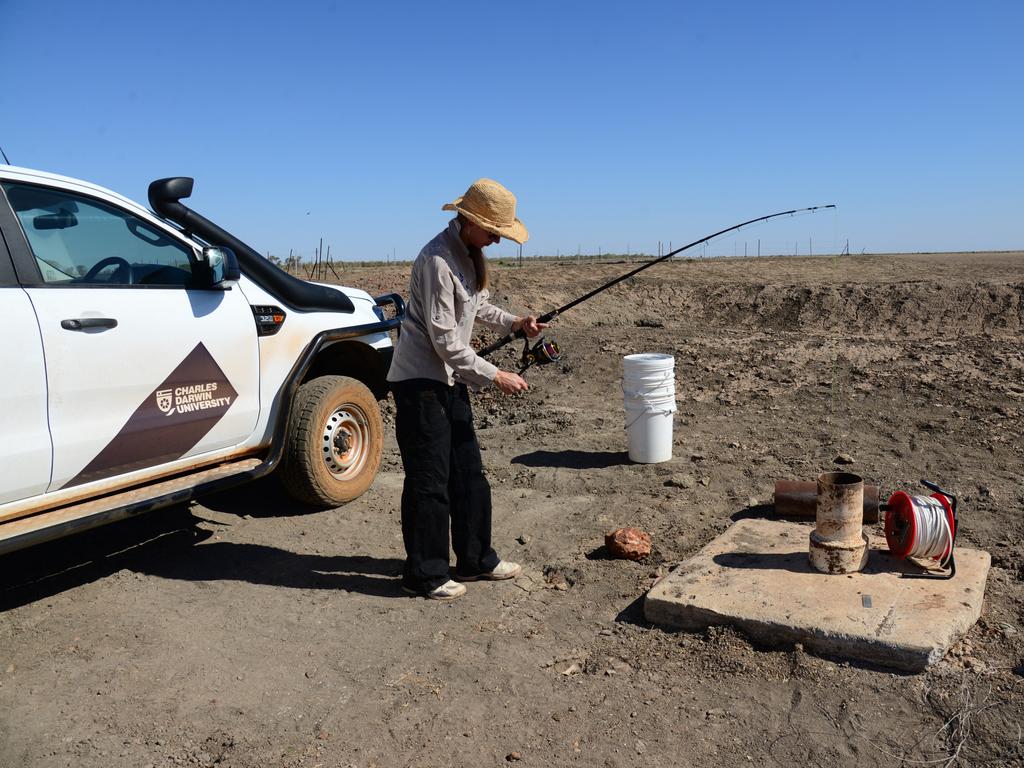 Charles Darwin University researchers checked water samples taken from underground aquatic systems at potential fracking sites at the Beetaloo Sub-basin and Roper River region to test for stygofauna.