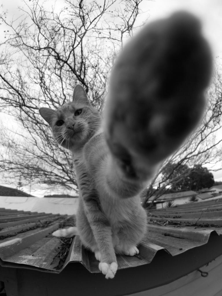 Jamie Sackitey from Glenwood (NSW) CATC Design School High Five! “Great timing! This is an incredibly hard shot to get and to have that paw lunging out is a moment captured with perfect timing. The cat is in his domain, on top of the roof, showing who is boss.” Picture: 2015 Canon Light Awards