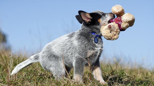 Bruce will work as a therapy dog with disengaged youths when not supporting the Blues. Picture: Sam Ruttyn