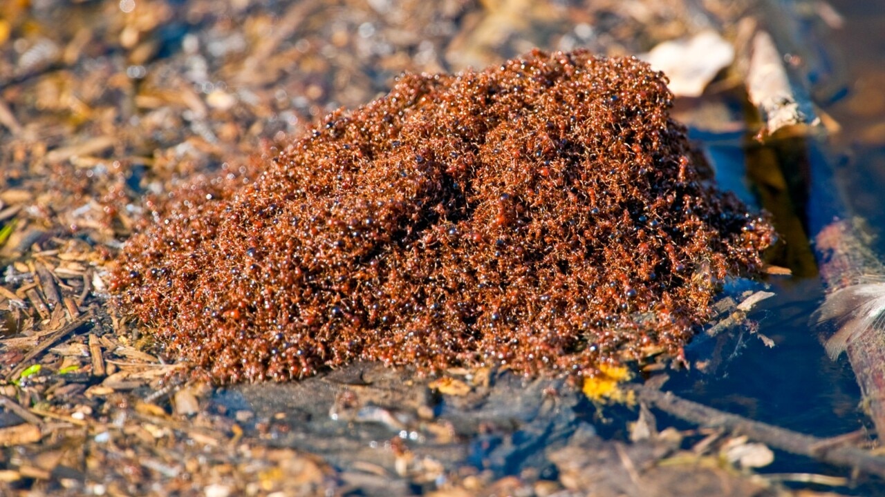 New outbreak of fire ants threatens agriculture and livestock