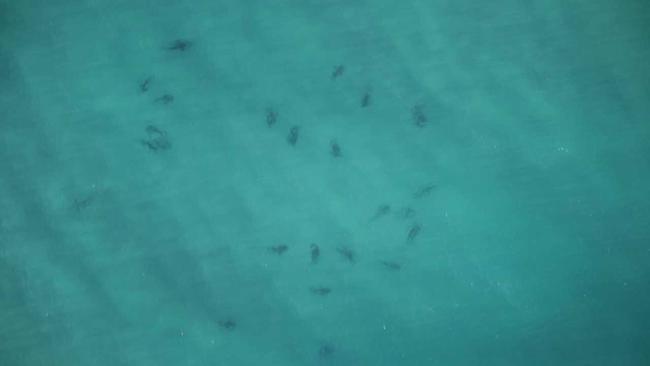 Beaches have been closed at Ballina after 60 bull sharks were spotted at the mouth of the Richmond River.