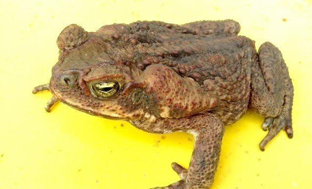 Cane toads are a highly invasive species and are regarded as a major environmental pest in Australia. Picture: Scott Lenton