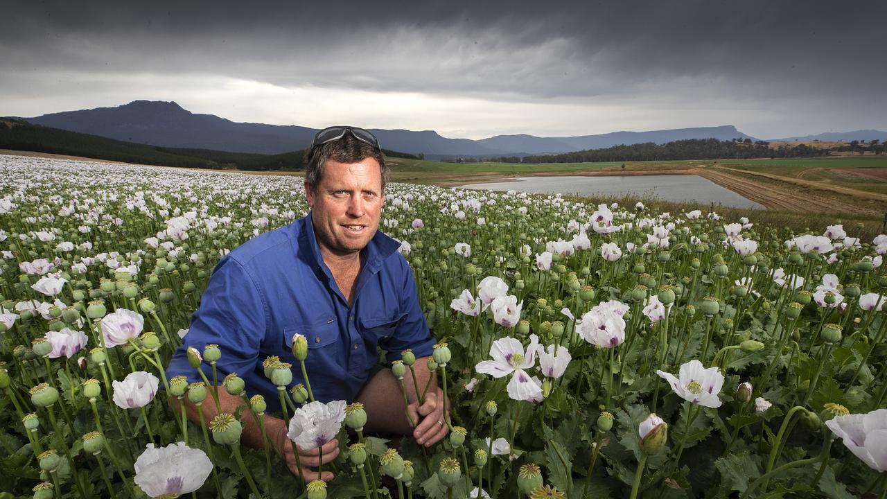 Tom Green of The Glen farm amongst flowering poppies at Cressy. PICTURE CHRIS KIDD