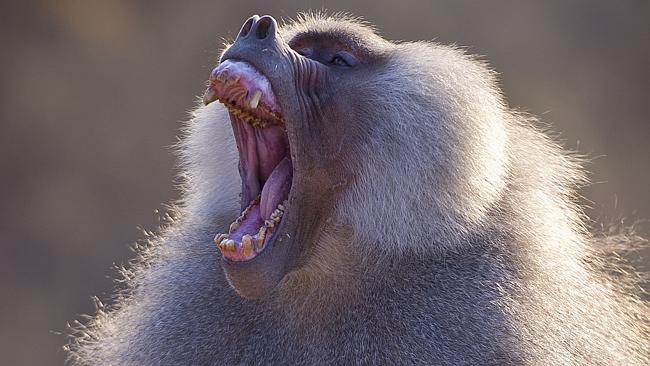 Male Hamadryas Baboon in threatening mode. Picture: John Brown. 