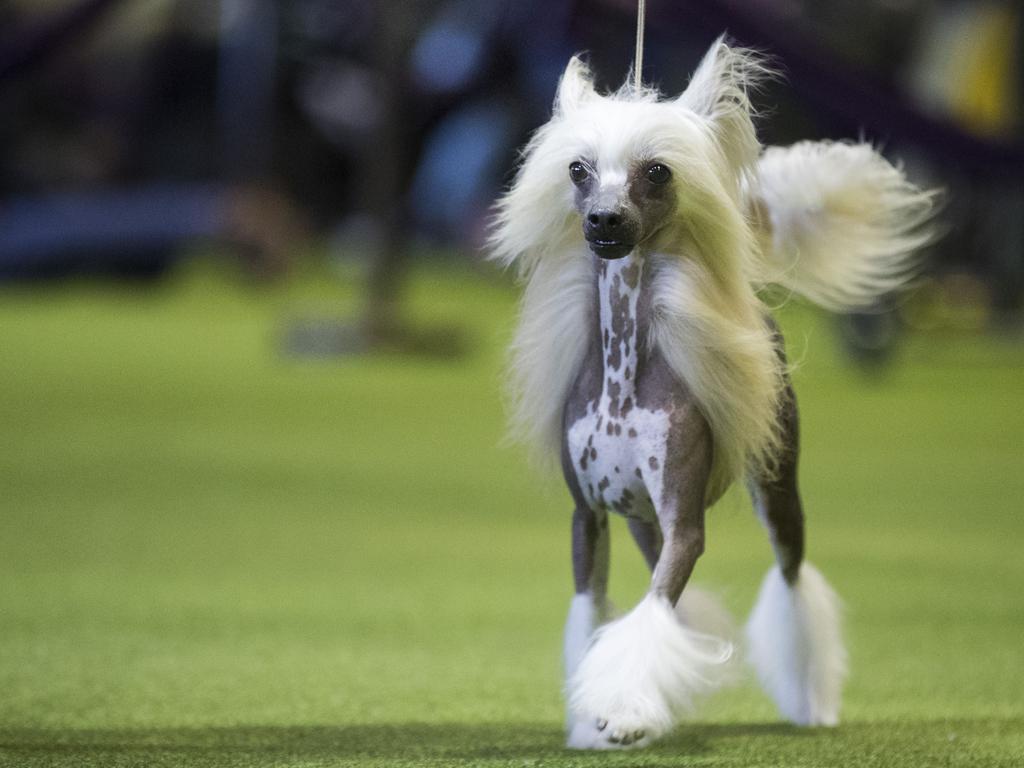 A Chinese Crested dog competes at the 142nd Westminster Kennel Club Dog Show at The Piers on February 12, 2018 in New York City. The show is scheduled to see 2,882 dogs from all 50 states take part in this year’s competition. Picture: Getty Images