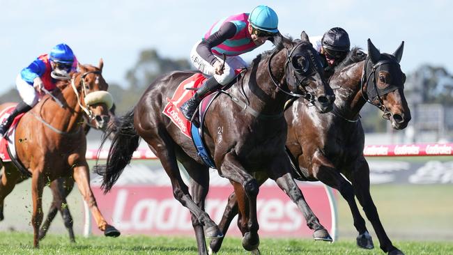 Antino got the better of Here To Shock to win the Sandown Stakes. Picture: Scott Barbour–Racing Photos via Getty Images